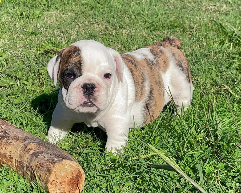 Blueline Bull's - Chiots disponibles - Bulldog Anglais