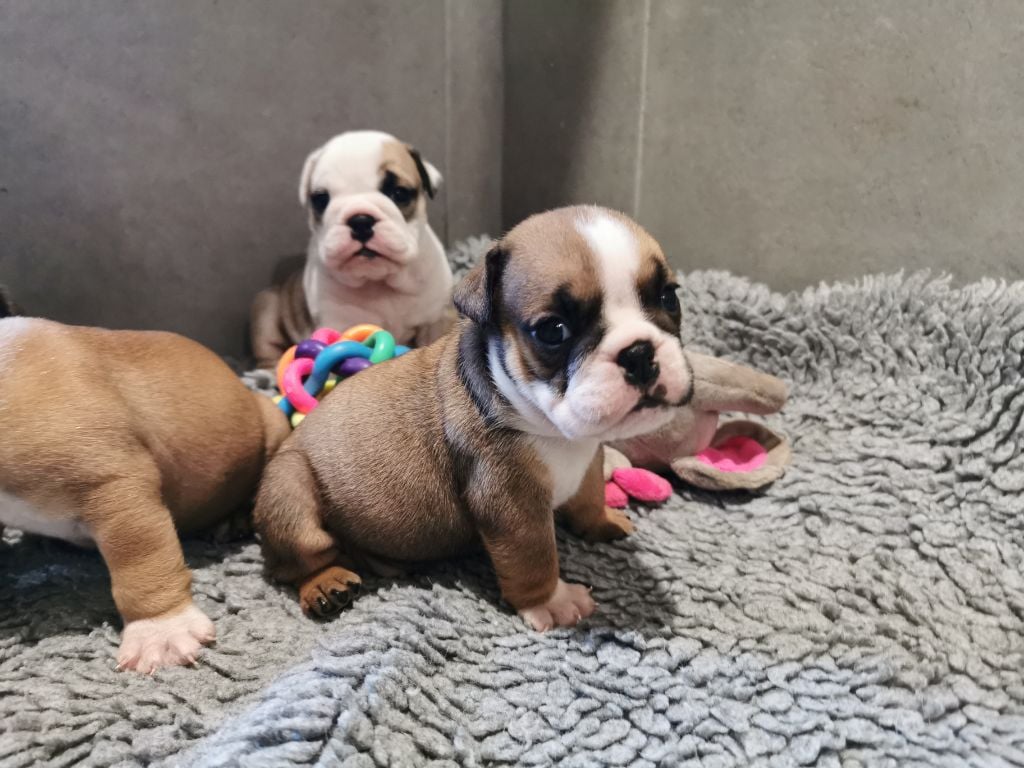 Blueline Bull's - Chiots disponibles - Bulldog Anglais