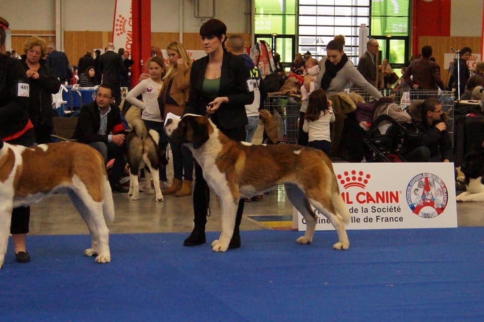 Des Gardiens Sacres De Laisne - PARIS DOG SHOW 2018