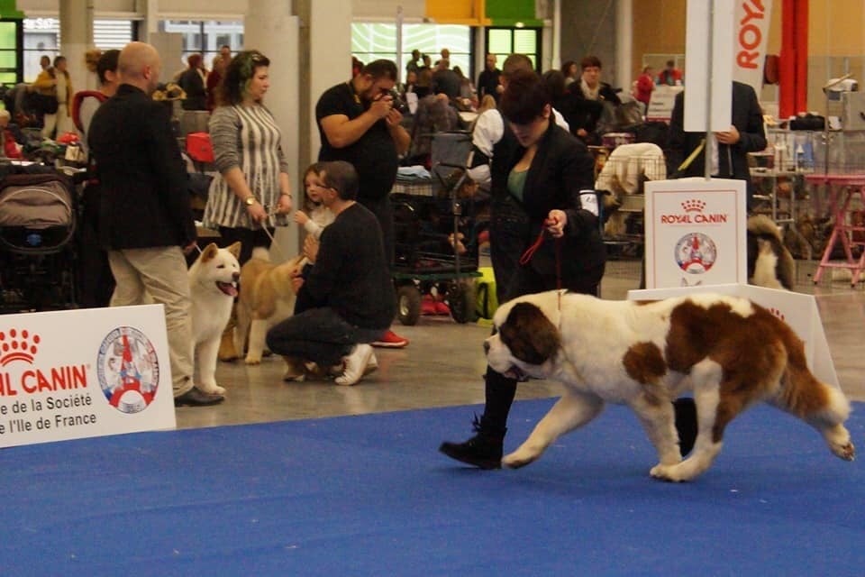 Des Gardiens Sacres De Laisne - PARIS DOG SHOW 2018