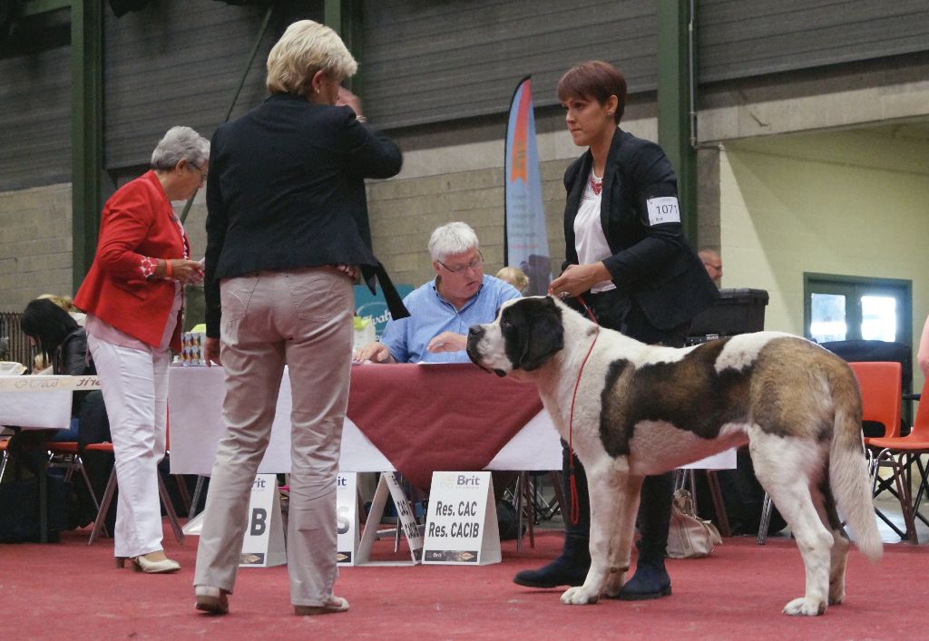 Des Gardiens Sacres De Laisne - Genk, ambiorixtrofee 25/06/2017