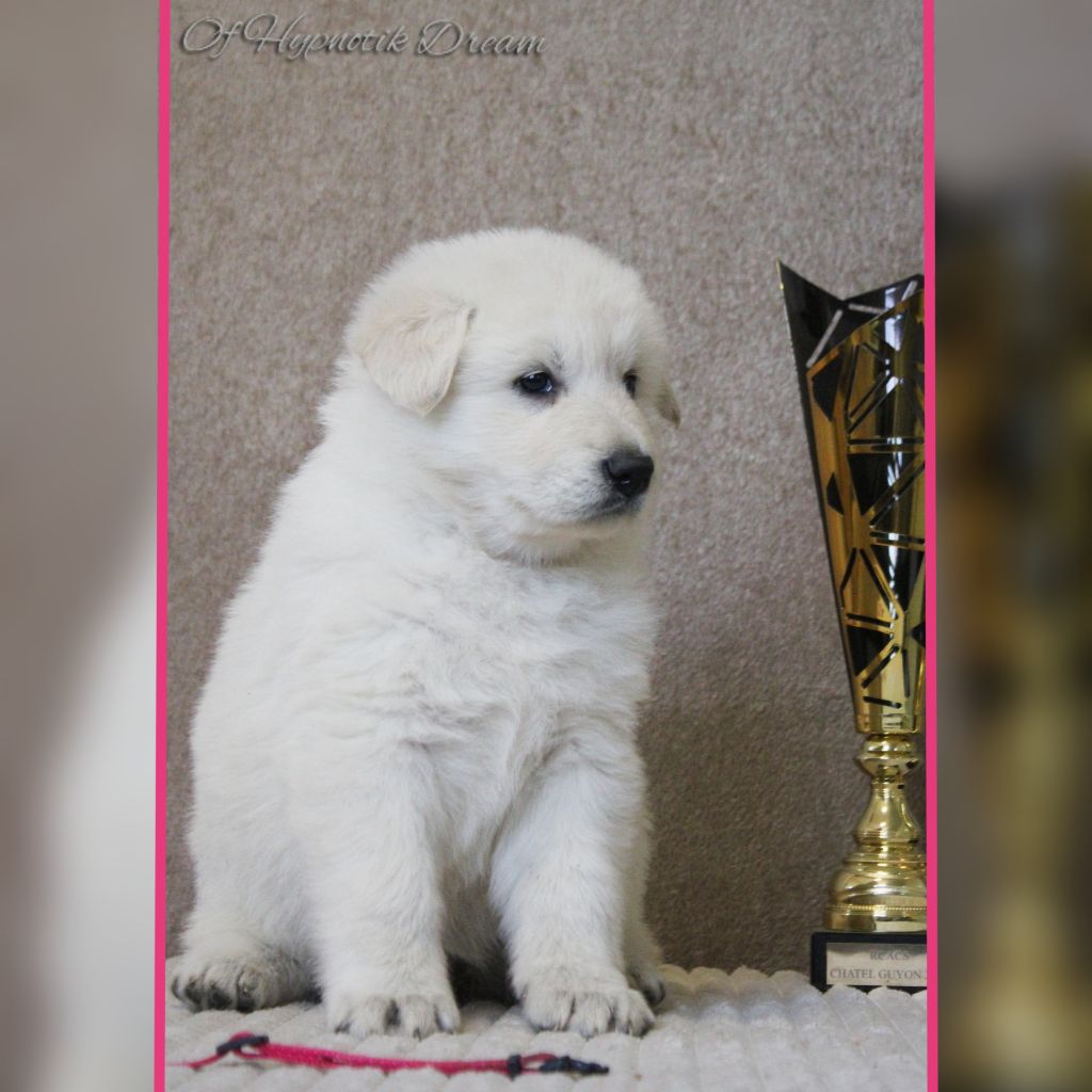 Of Hypnotik Dream - Chiots disponibles - Berger Blanc Suisse