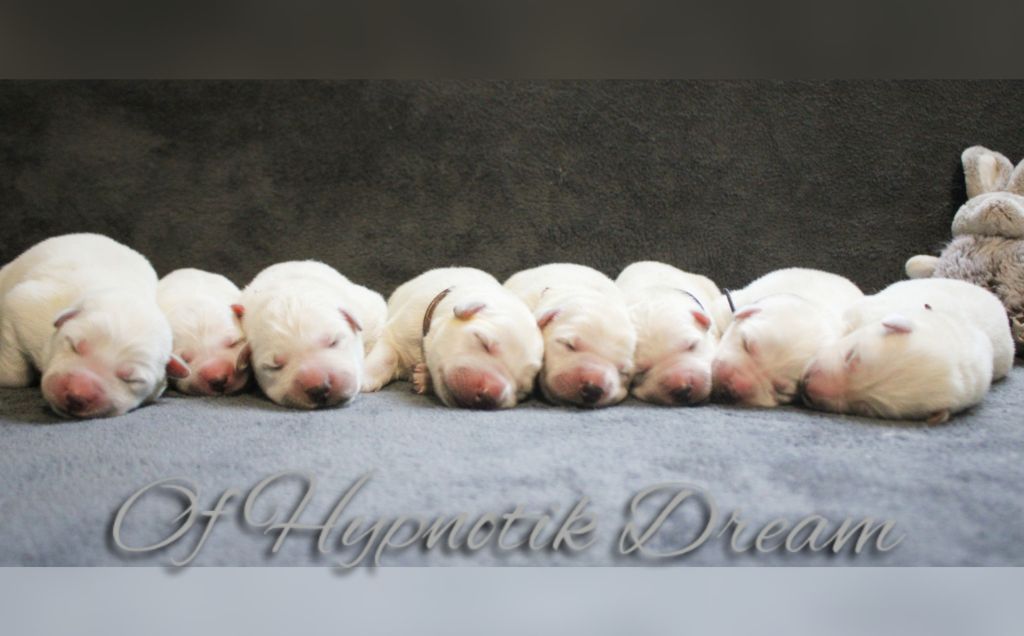 Of Hypnotik Dream - Berger Blanc Suisse - Portée née le 25/01/2025