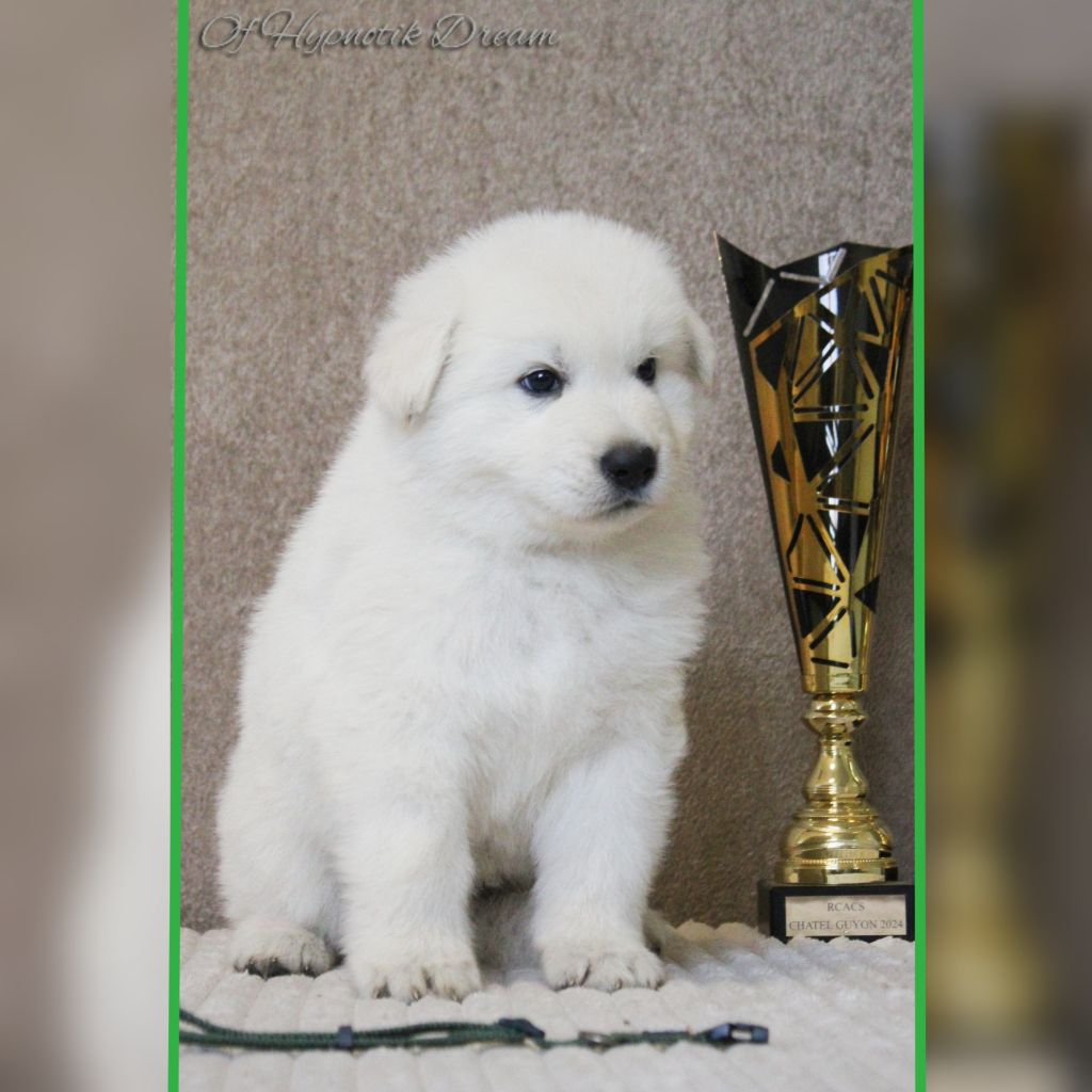 Of Hypnotik Dream - Chiots disponibles - Berger Blanc Suisse