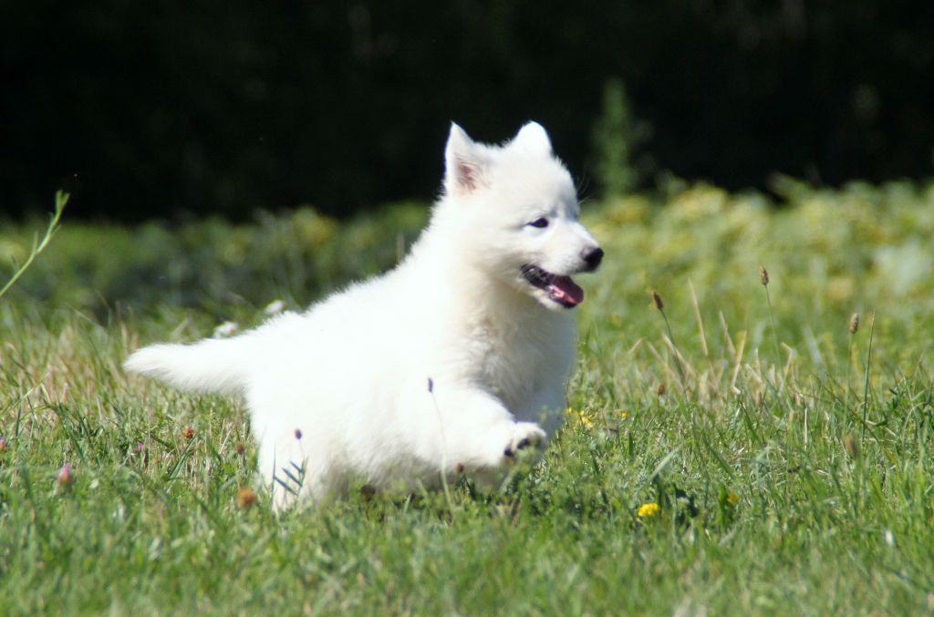 Chiot Berger Blanc Suisse Of Hypnotik Dream