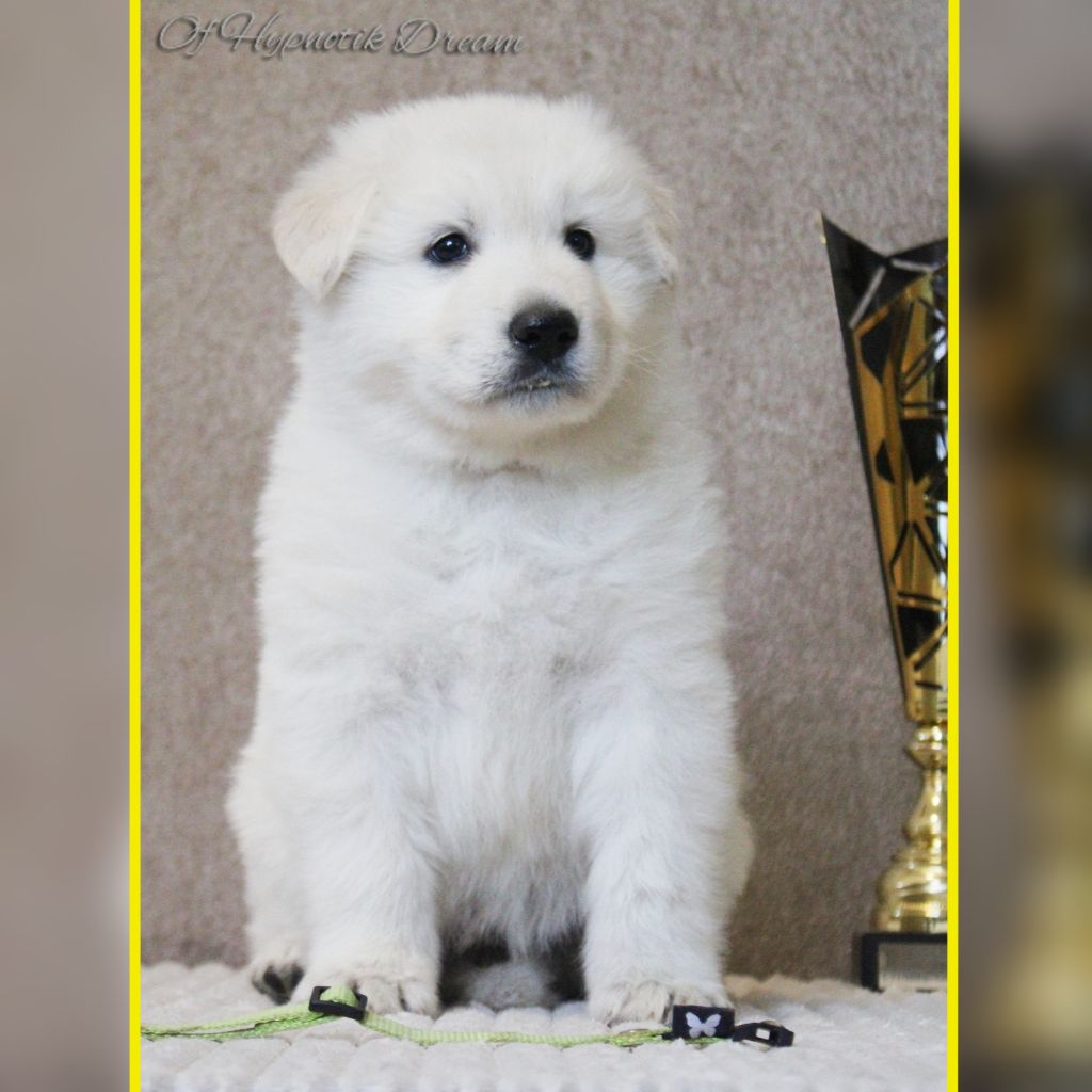 Of Hypnotik Dream - Chiots disponibles - Berger Blanc Suisse