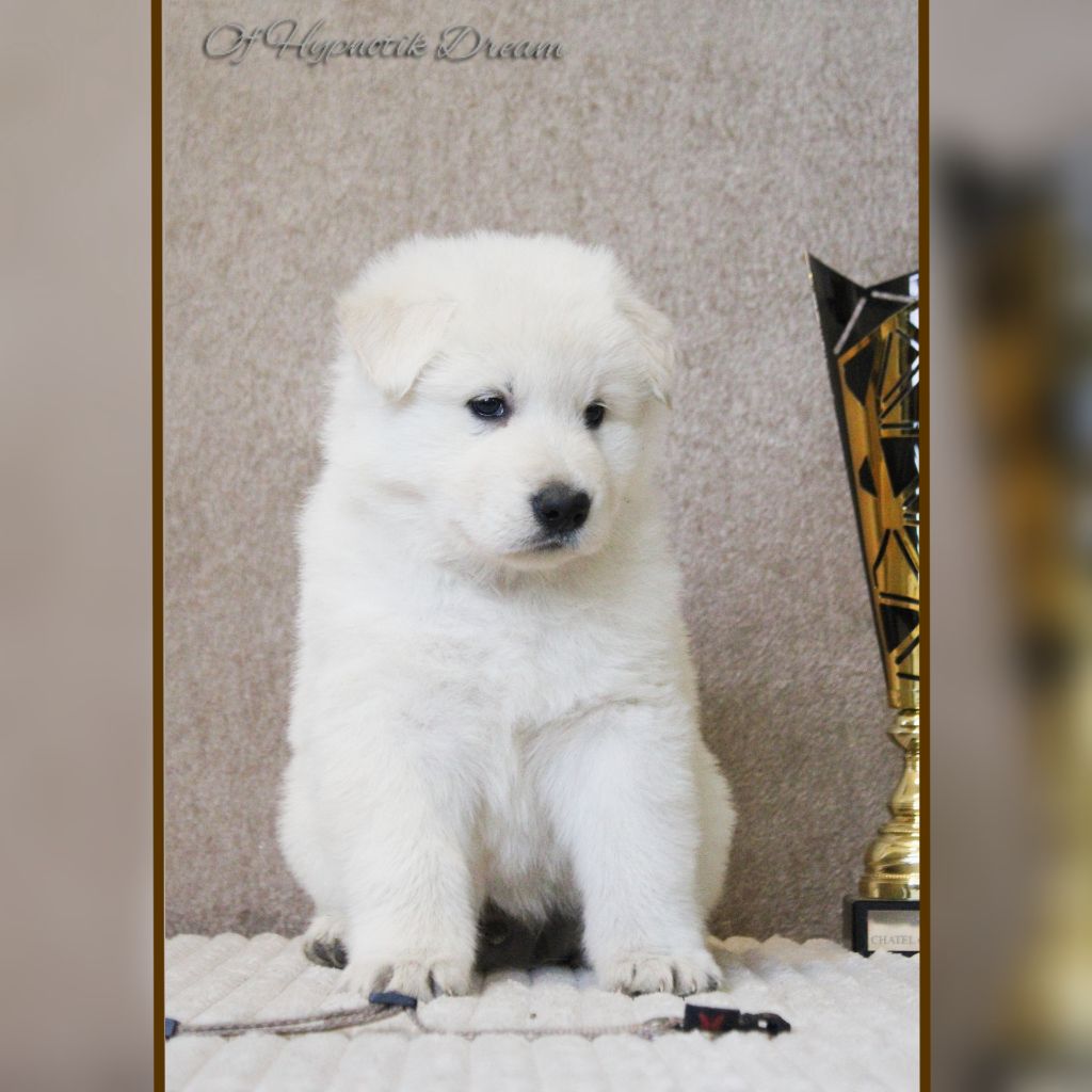 Of Hypnotik Dream - Chiots disponibles - Berger Blanc Suisse