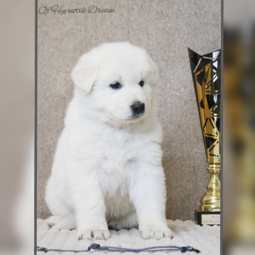 Of Hypnotik Dream - Chiots disponibles - Berger Blanc Suisse