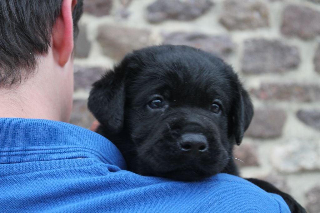 Des Méandres De La Rouvre - Labrador Retriever - Portée née le 01/07/2023