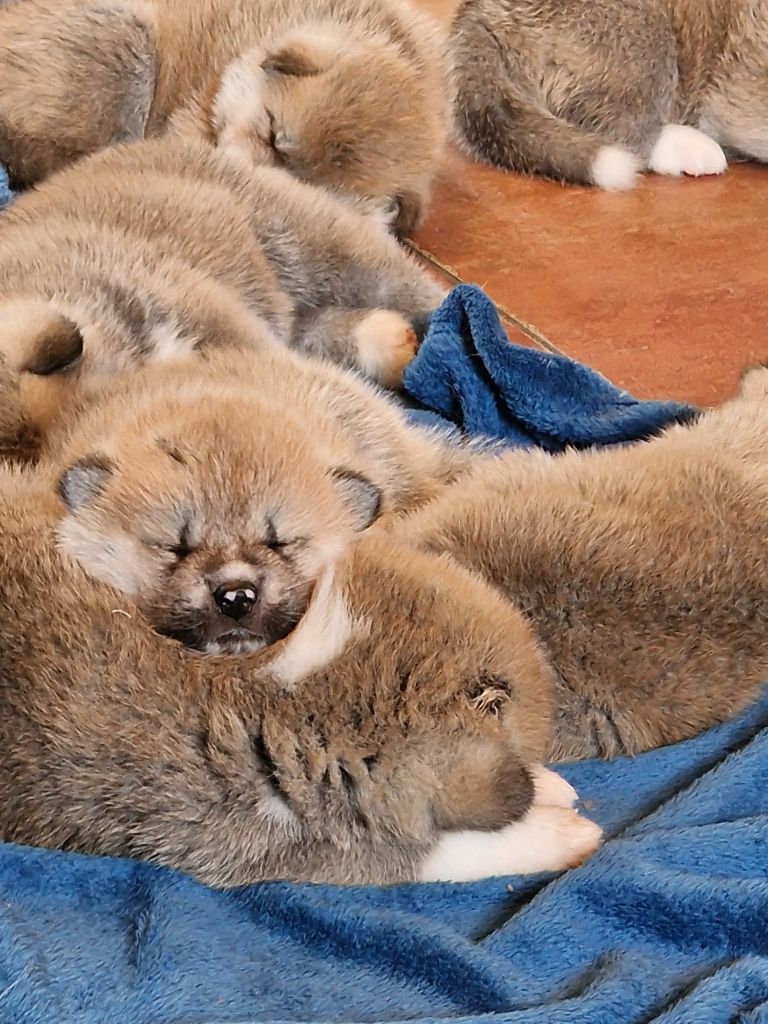 De La Joaillerie De La Cour - CHIOTS AKITA INU LOF 