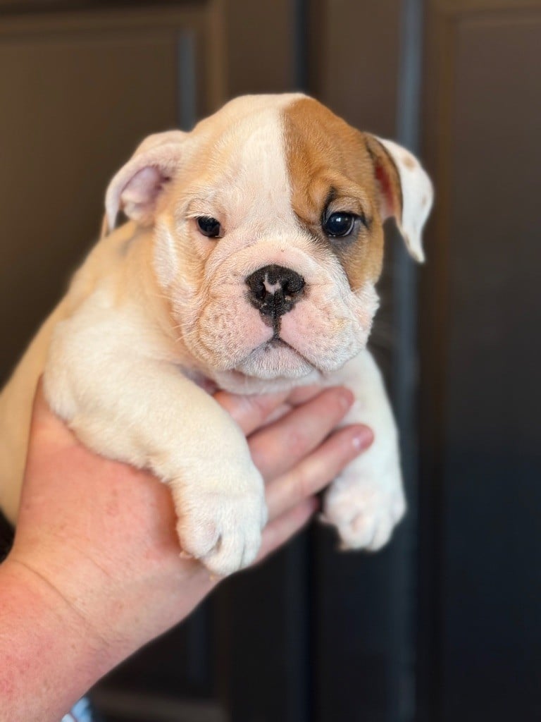 Nation Strong Bull - Chiots disponibles - Bulldog Anglais