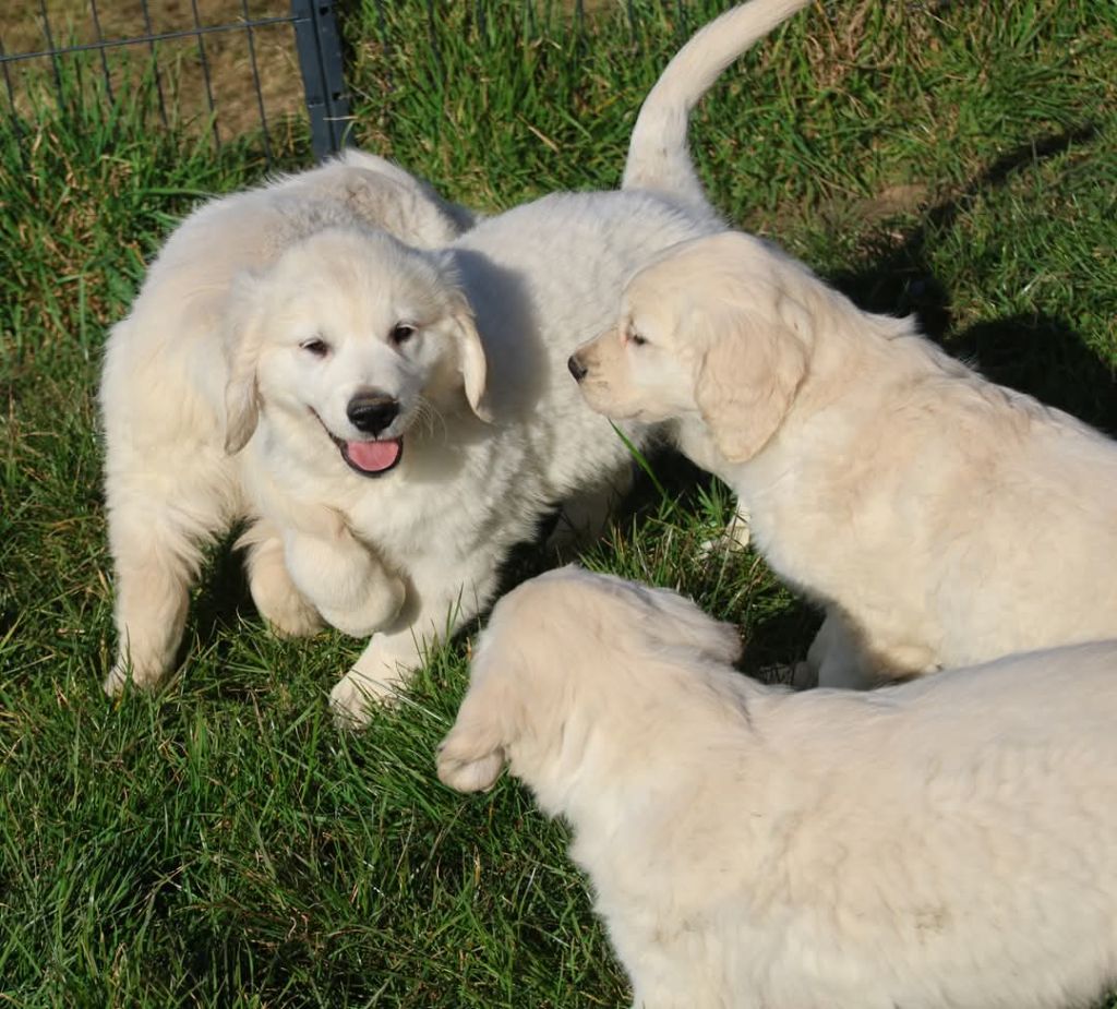 Chiot Golden Retriever du Royaume de la Petite étoile