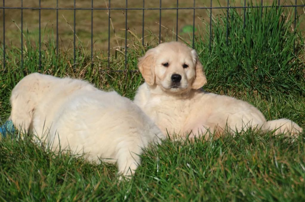 du Royaume de la Petite étoile - Chiots disponibles - Golden Retriever