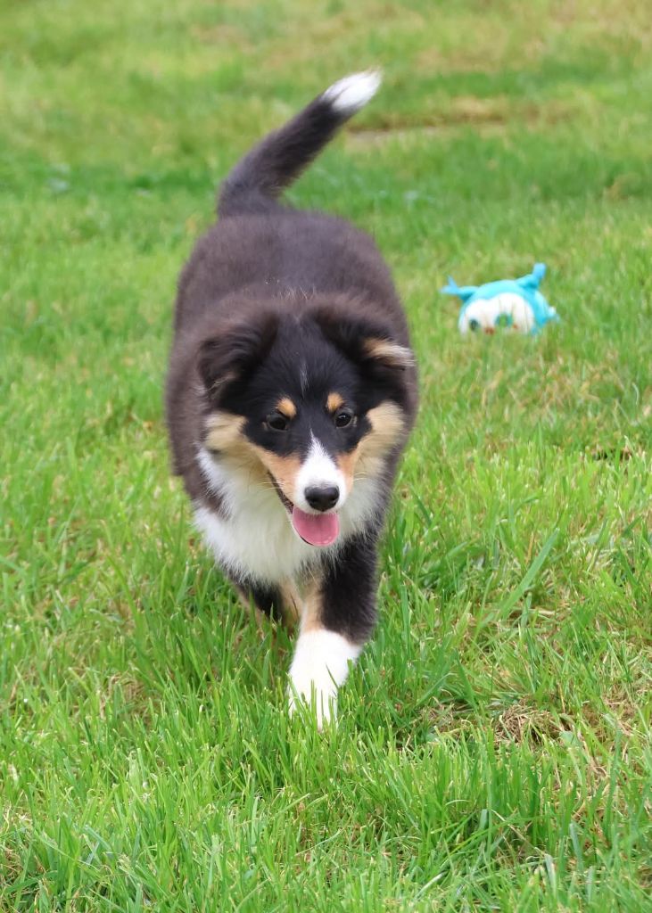 du Royaume de la Petite étoile - Chiots disponibles - Shetland Sheepdog