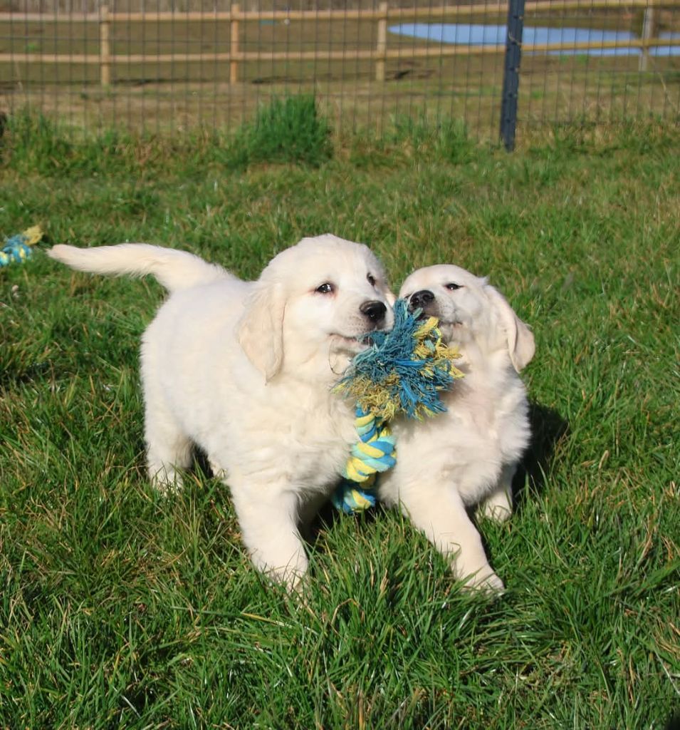 du Royaume de la Petite étoile - Chiots disponibles - Golden Retriever