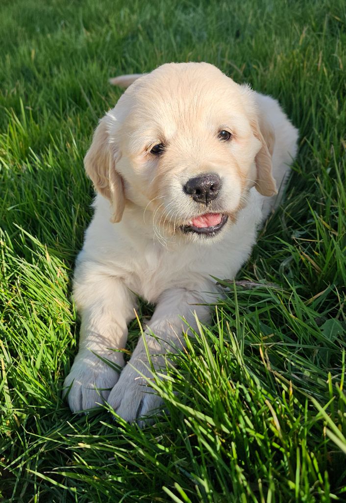 du Royaume de la Petite étoile - Chiots disponibles - Golden Retriever