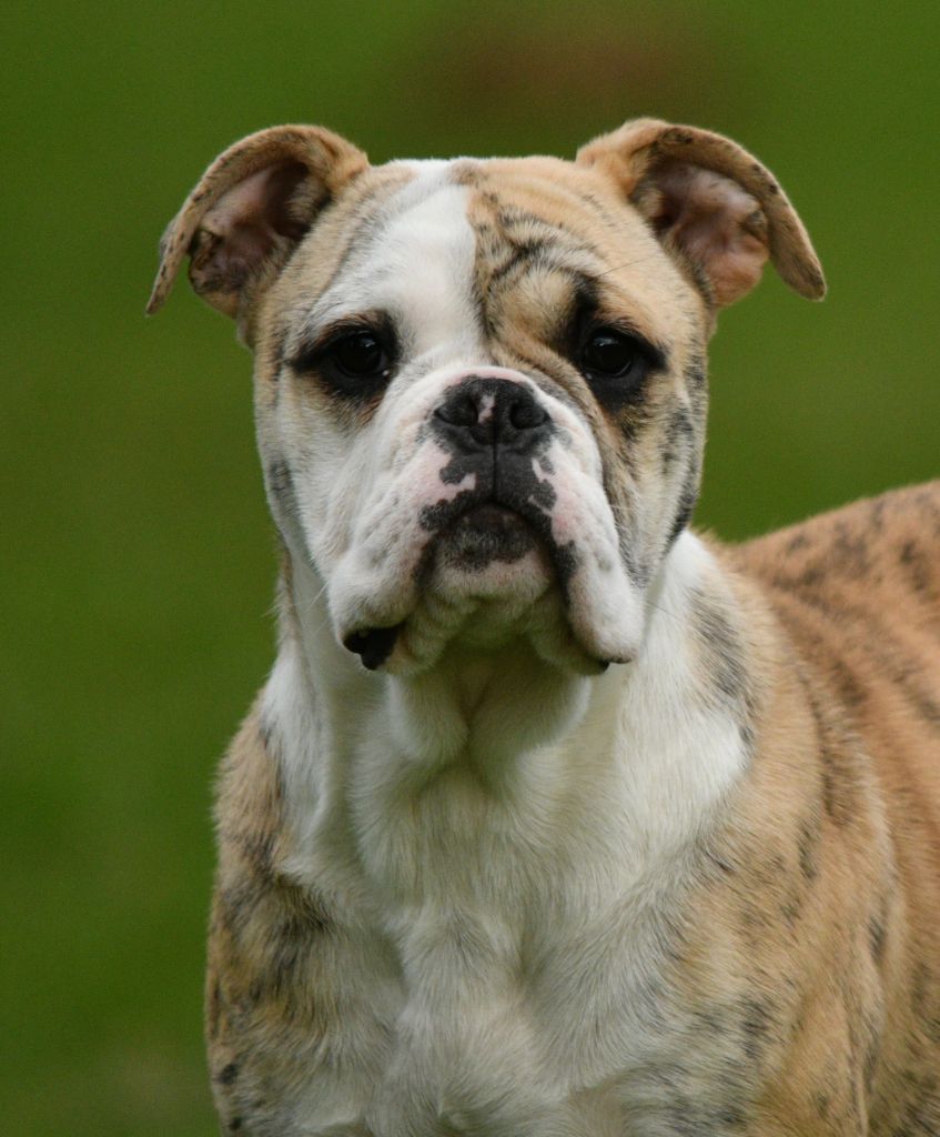 Des Conti's Ador - Chiots disponibles - Bulldog continental