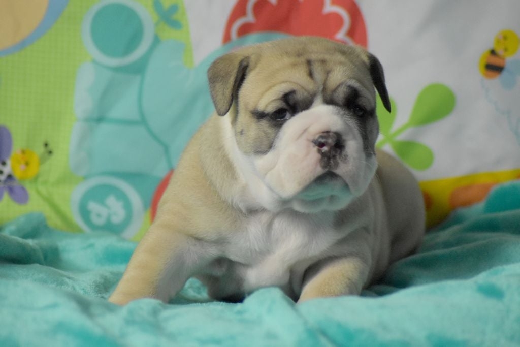 Des Conti's Ador - Bulldog continental - Portée née le 11/12/2019