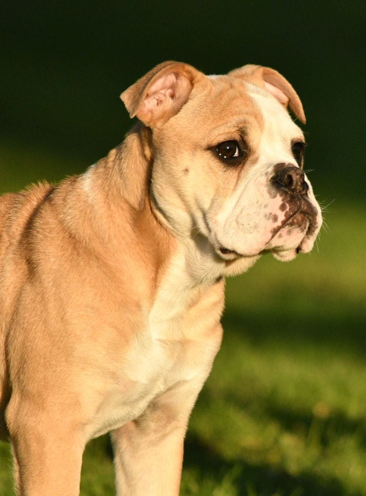 Des Conti's Ador - Chiots disponibles - Bulldog continental