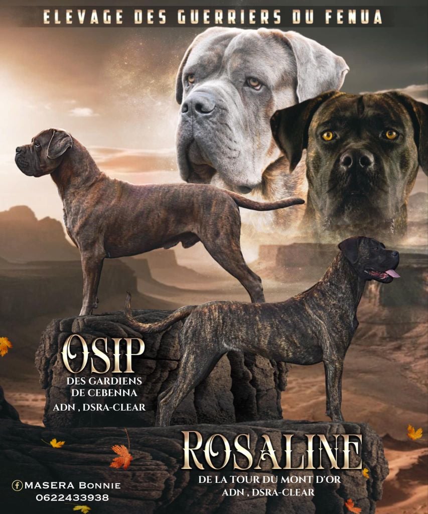 Portée Rosaline × Osip