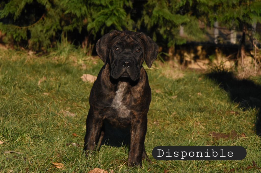 Des Guerriers Du Fenua - Chiots disponibles - Cane Corso