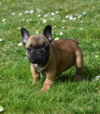 Chiot collier rouge