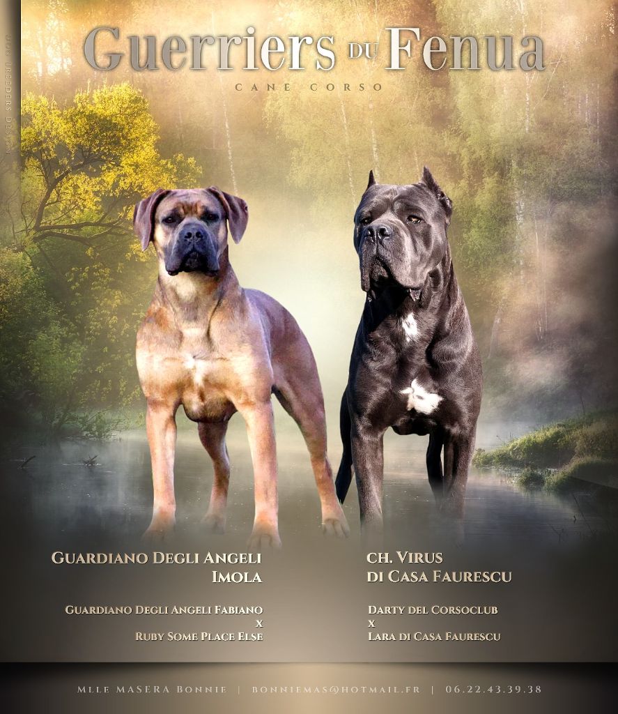 Des Guerriers Du Fenua - Cane Corso - Portée née le 31/07/2023