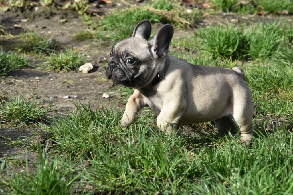 Des Guerriers Du Fenua - Bouledogue français - Portée née le 09/12/2019