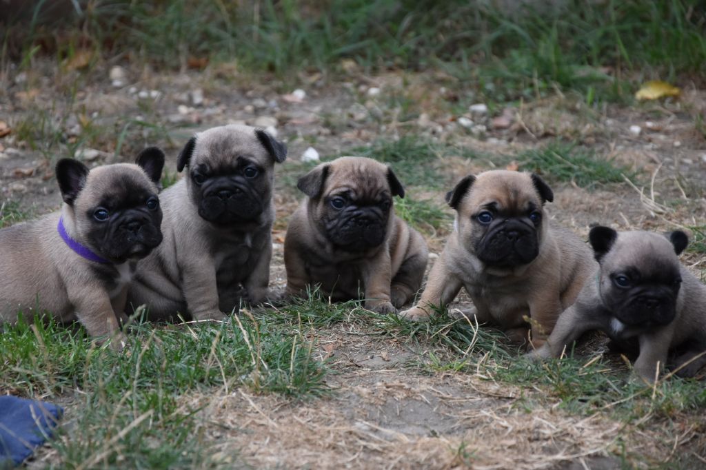 Des Guerriers Du Fenua - Bouledogue français - Portée née le 17/08/2018