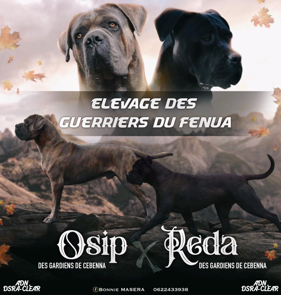 Des Guerriers Du Fenua - Cane Corso - Portée née le 22/01/2024