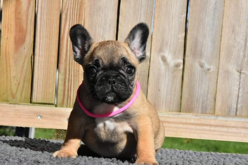 Des Guerriers Du Fenua - Bouledogue français - Portée née le 31/08/2021