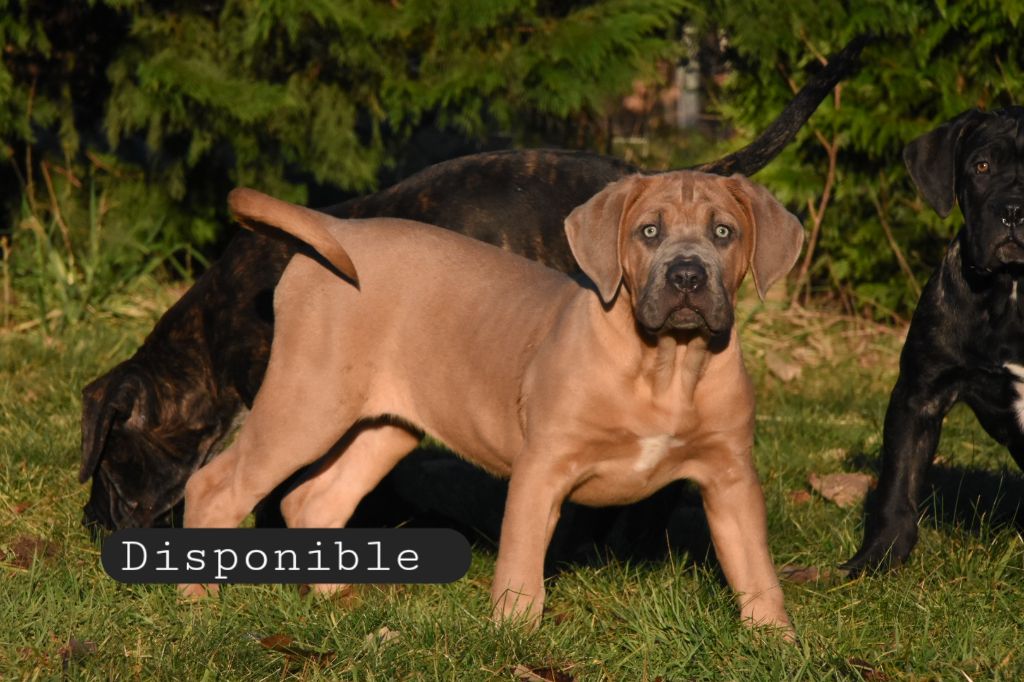 Des Guerriers Du Fenua - Chiots disponibles - Cane Corso