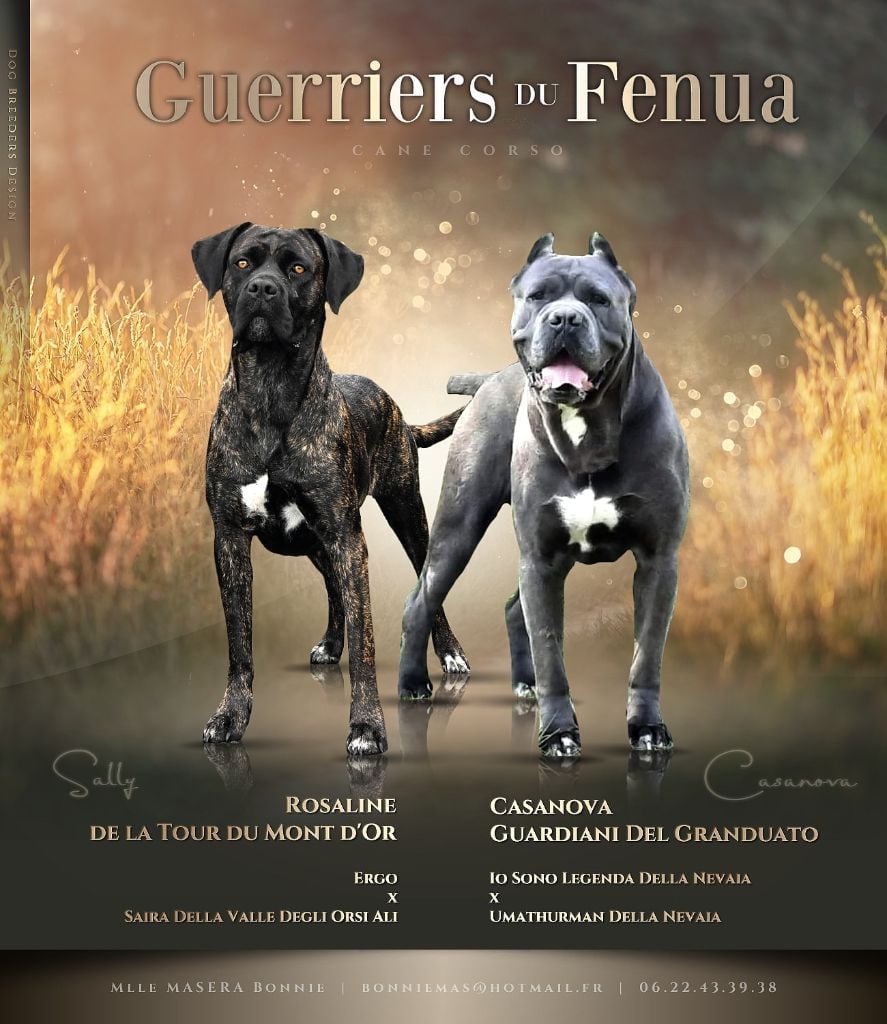 Des Guerriers Du Fenua - Cane Corso - Portée née le 11/08/2023