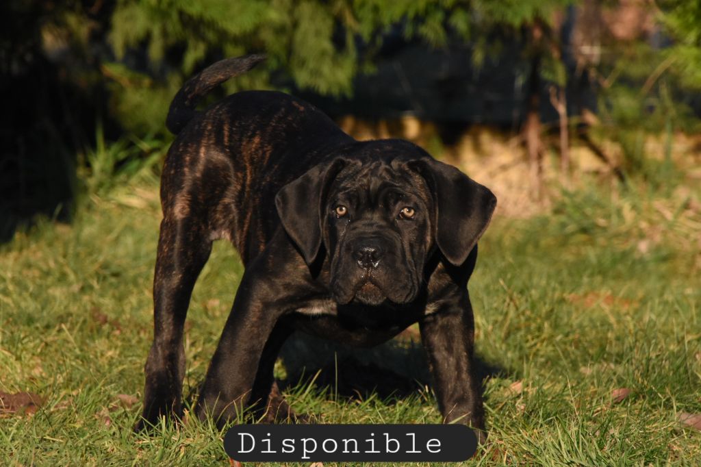 Des Guerriers Du Fenua - Chiots disponibles - Cane Corso