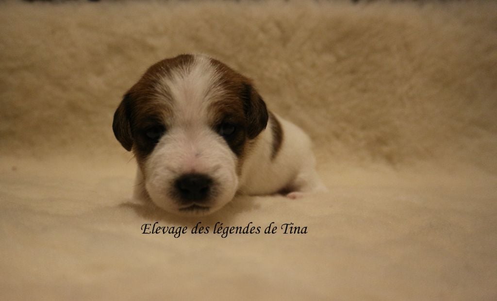 des Légendes de Tina - Chiots disponibles - Jack Russell Terrier