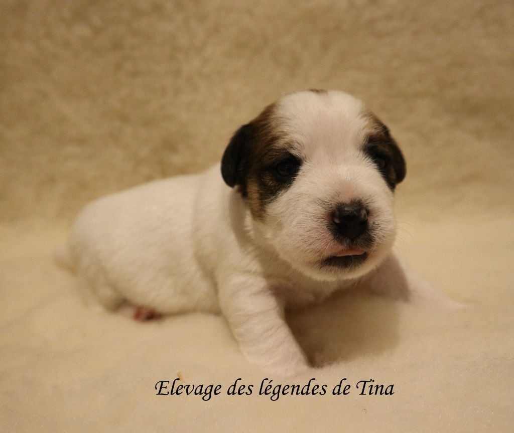 des Légendes de Tina - Chiots disponibles - Jack Russell Terrier