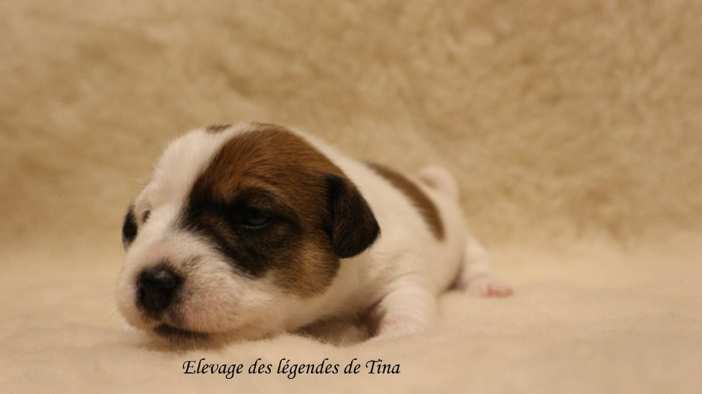 des Légendes de Tina - Chiots disponibles - Jack Russell Terrier