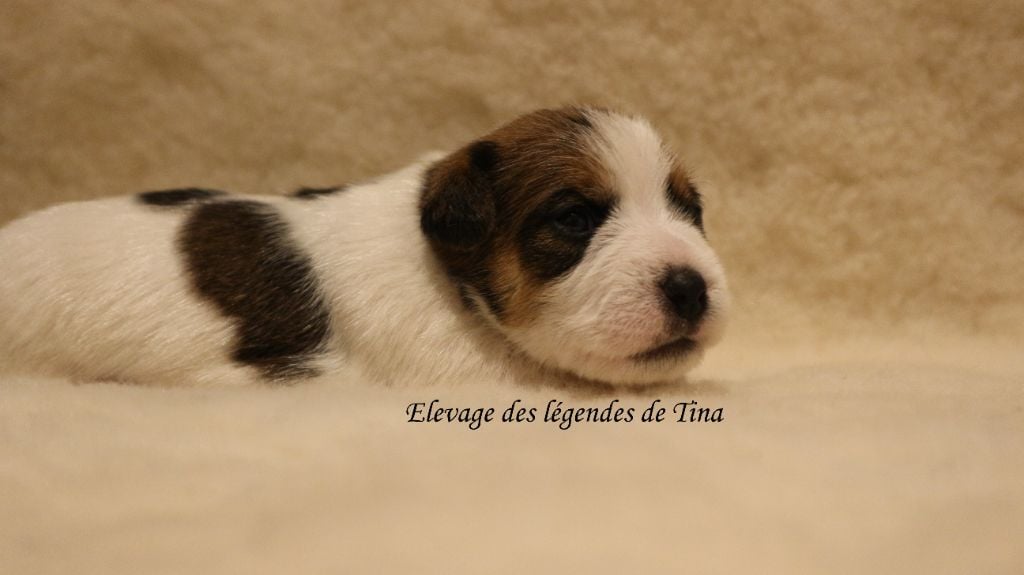 des Légendes de Tina - Chiots disponibles - Jack Russell Terrier