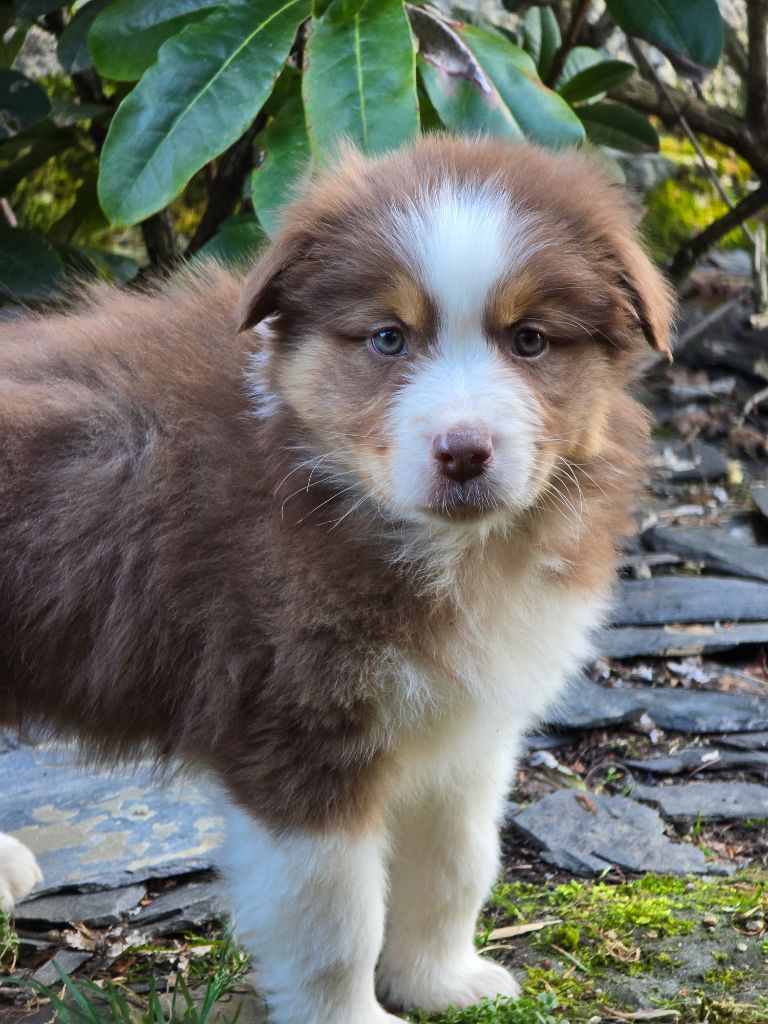 Des Champs De Beyssac - Chiots disponibles - Berger Australien