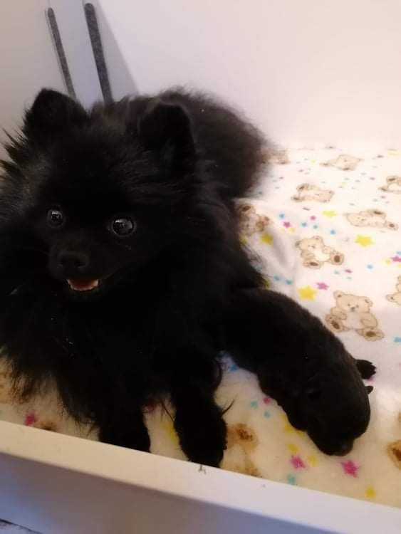 Chiot Spitz allemand De L'Atre D'Or