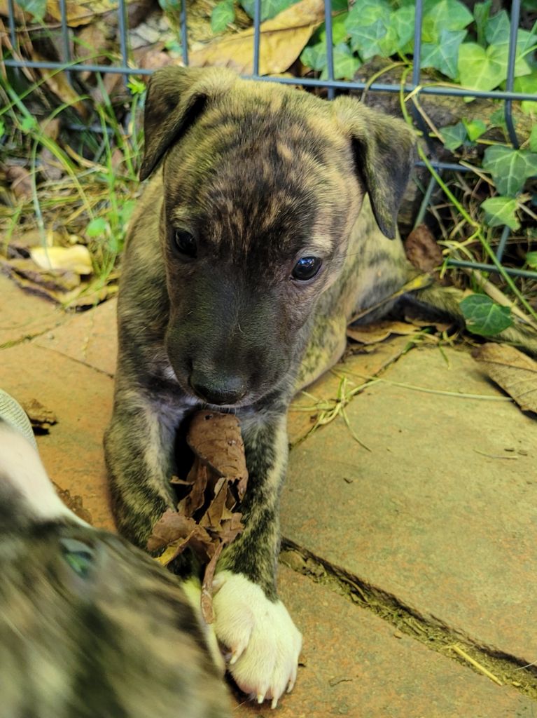 De L'esprit Du Diamant Noir - Chiots whippet née le 22 juillet 2022