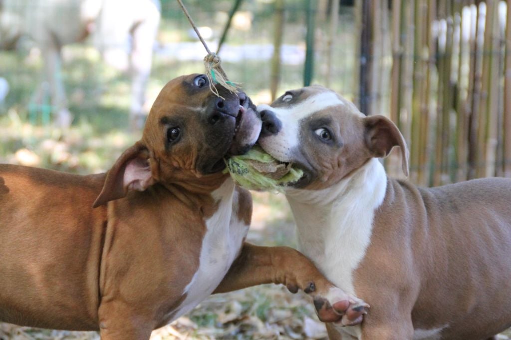 Chiot American Staffordshire Terrier De L'esprit Du Diamant Noir