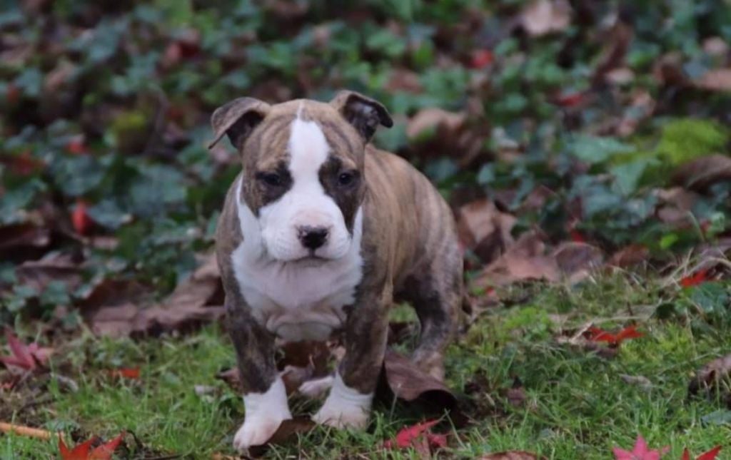 De L'esprit Du Diamant Noir - American Staffordshire Terrier - Portée née le 19/10/2020