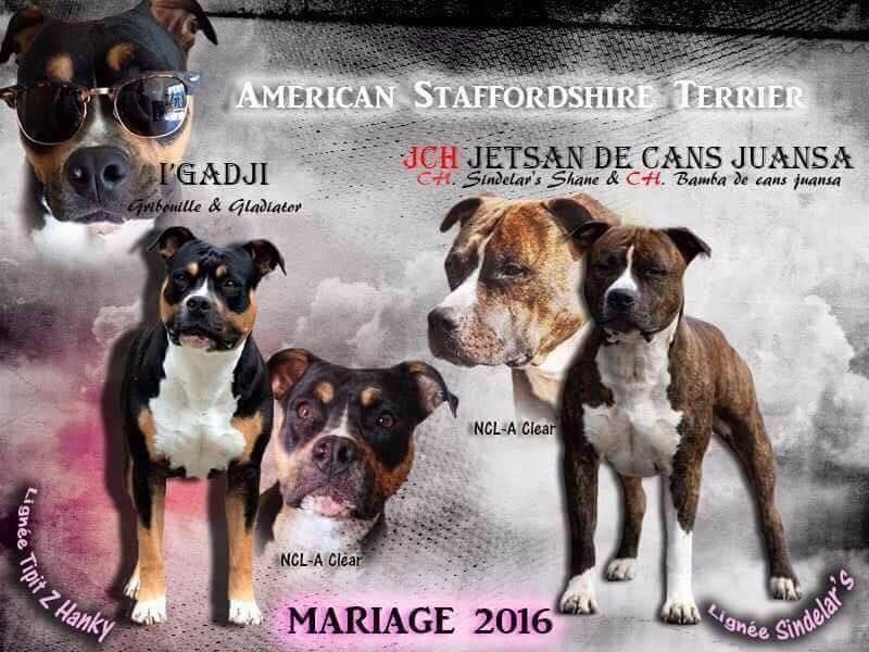 Chiot American Staffordshire Terrier De L'esprit Du Diamant Noir