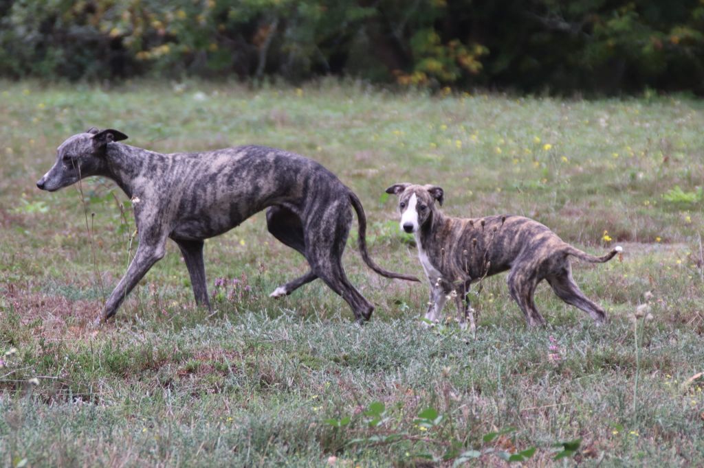 De L'esprit Du Diamant Noir - Whippet - Portée née le 22/07/2022