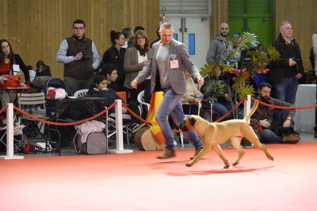 Paris Dog Show CACIB