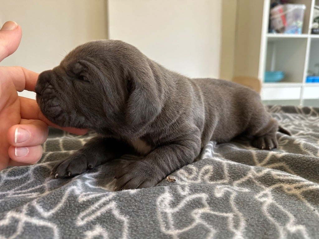 Dearum Monte - Cane Corso - Portée née le 31/12/2024