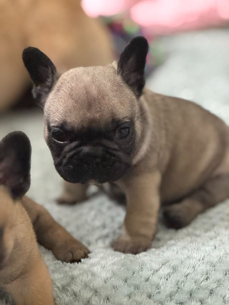 Shamrock Cottage - Chiots disponibles - Bouledogue français