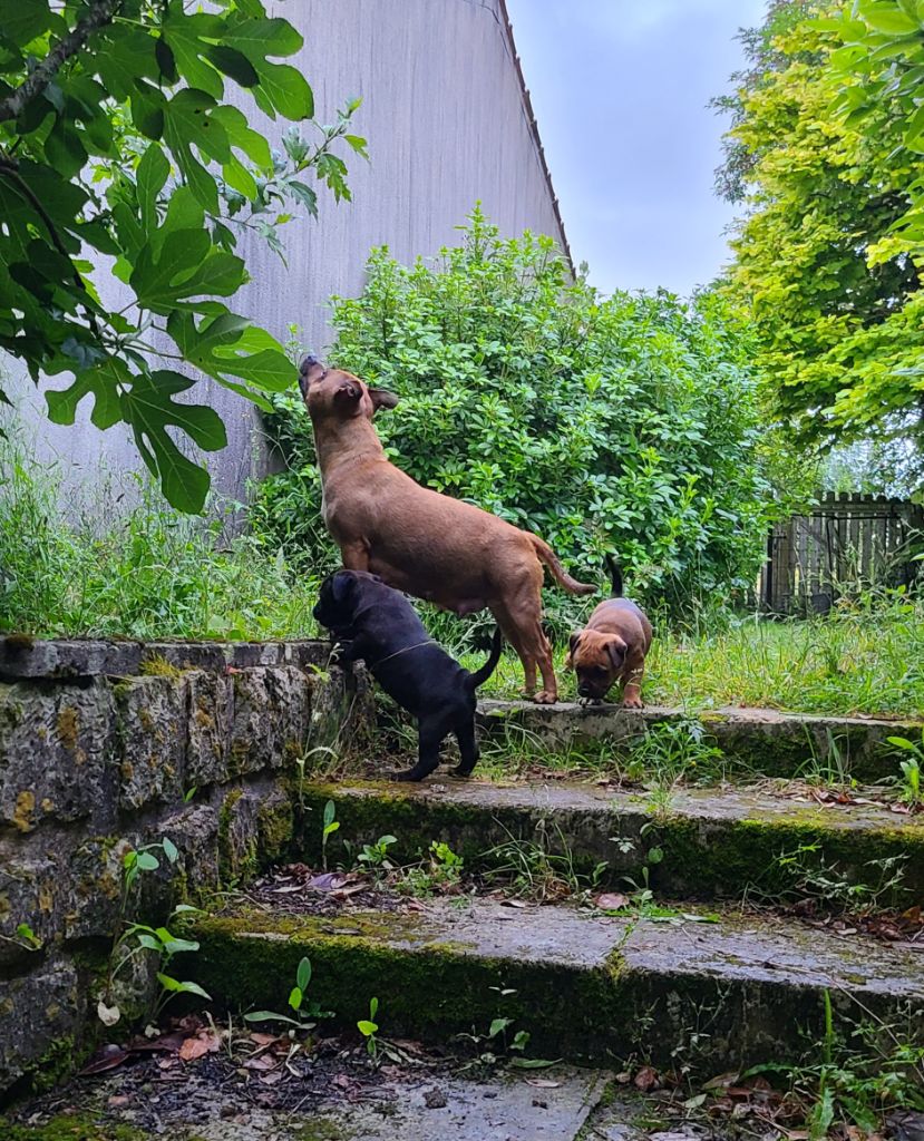 Des animaux stars - Staffordshire Bull Terrier - Portée née le 27/04/2024