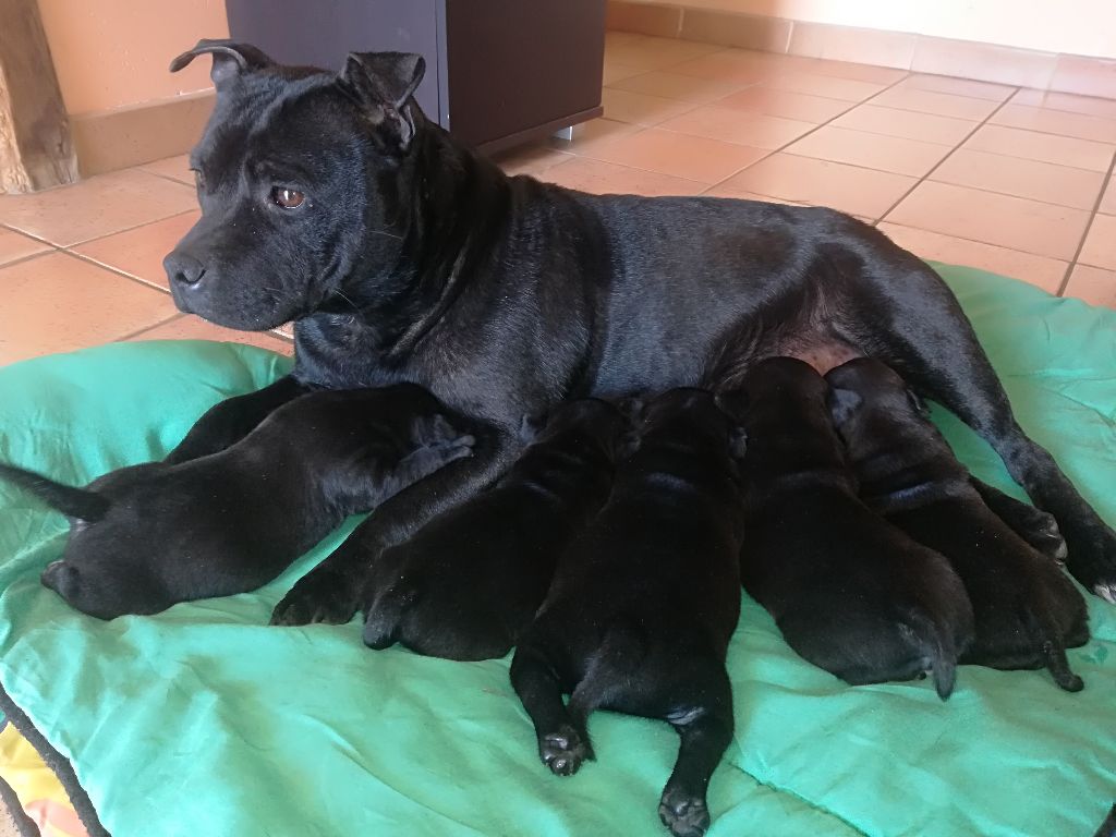 Liga One - Staffordshire Bull Terrier - Portée née le 19/04/2018